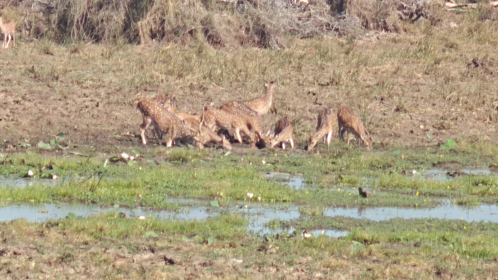 Spotted Deer Gathering, Dry-Zone Wetlands