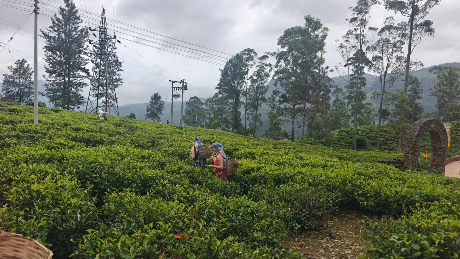The Tea Harvest, Nuwara Eliya