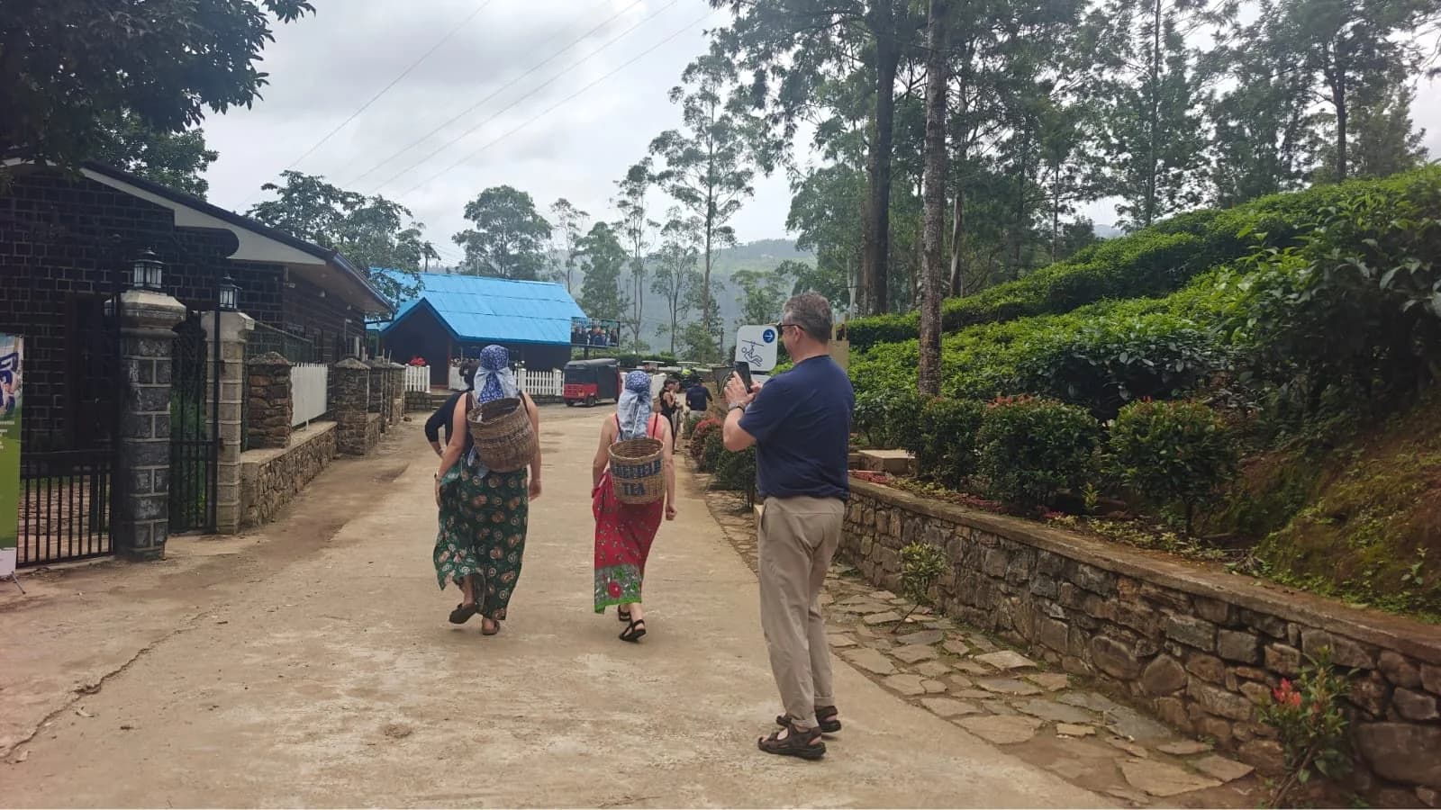 Tea Estate Walk, Central Highlands