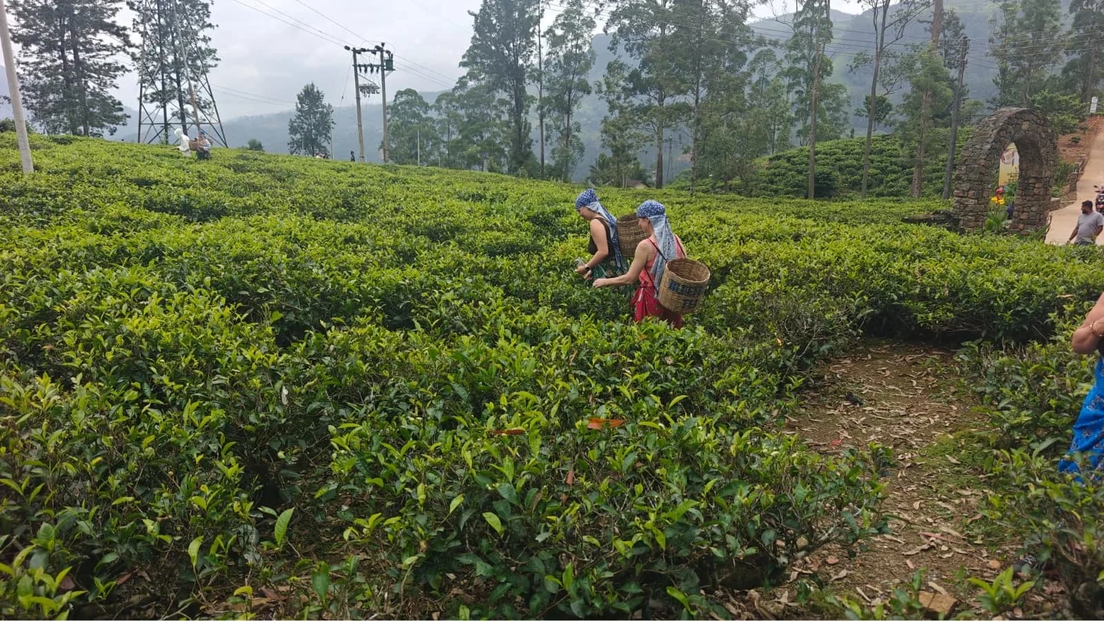 Among the Tea Rows, Tea Country