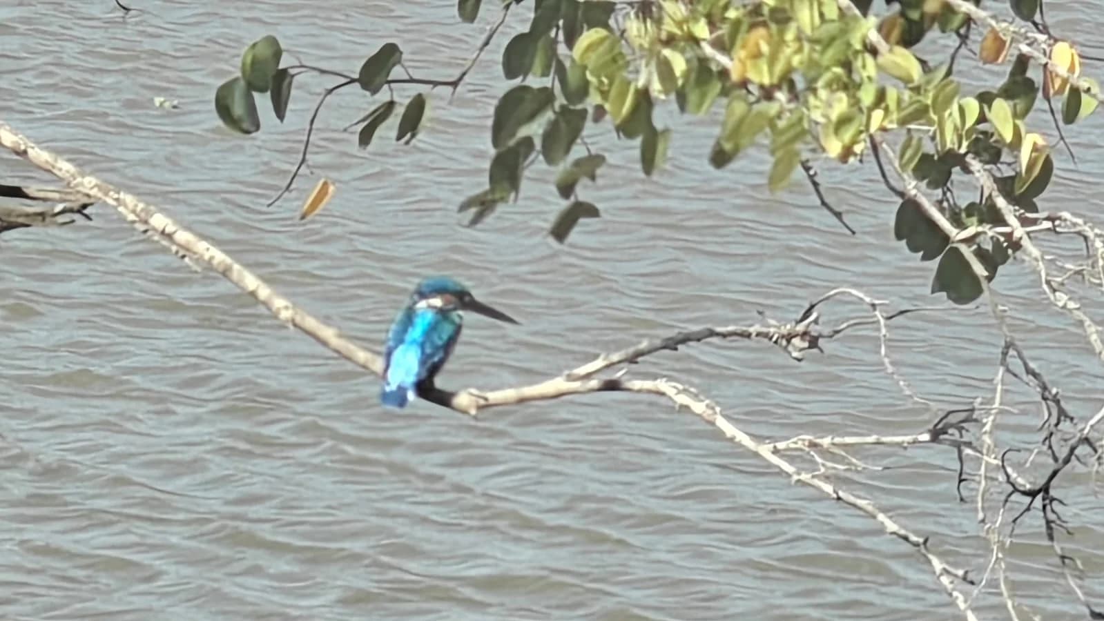 A Flash of Blue, Wetland Edge