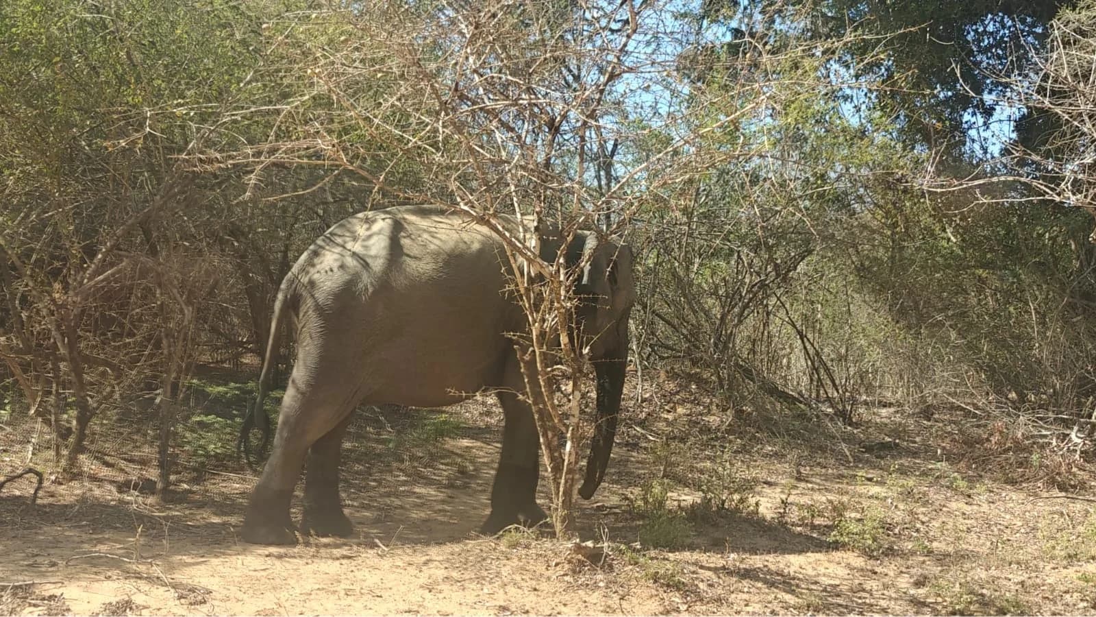 Elephant Encounter, Sri Lankan Wildlife Reserve